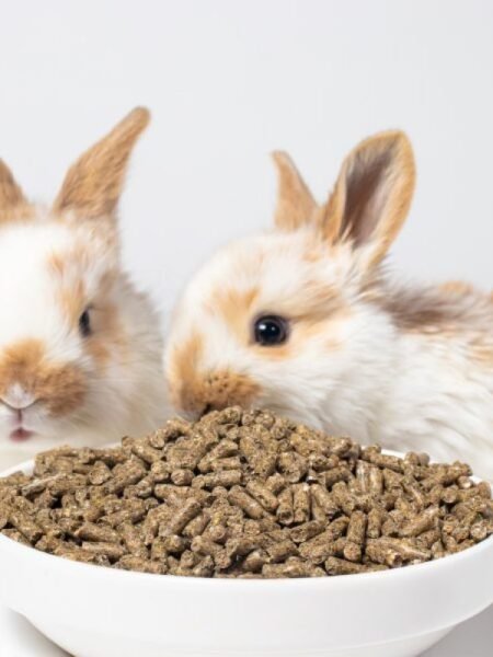 Alimento para conejos 1kg