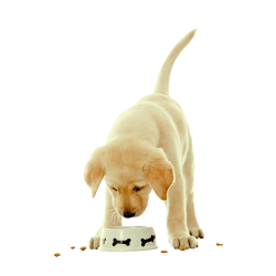 Alimento para perros