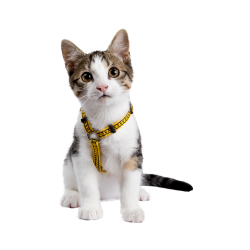 Accesorios para Gatos