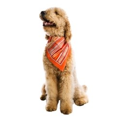 Accesorios para Perros